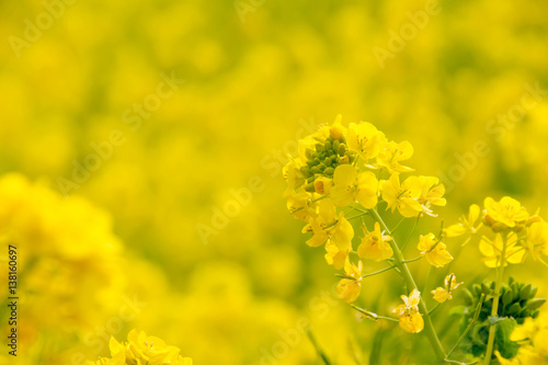 Rape blossoms