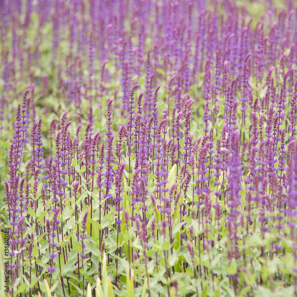 Obraz premium lawn, seeded densely beautiful lilac flowers Veronica