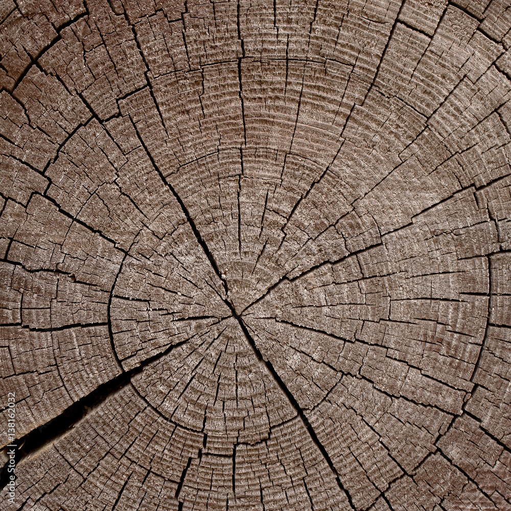 Fototapeta premium background of an old wooden saw cut