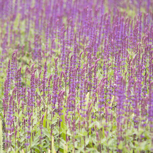 lawn  seeded densely beautiful lilac flowers Veronica