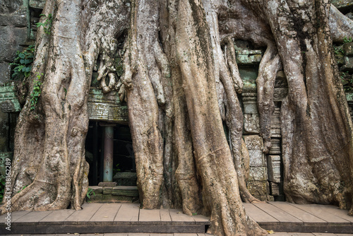 Roots of a giant Spung tree covered on Ta Prohm temple in Siem Reap, Cambodia. © boyloso