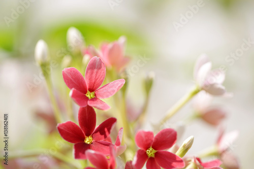 Red Rangoon Creeper