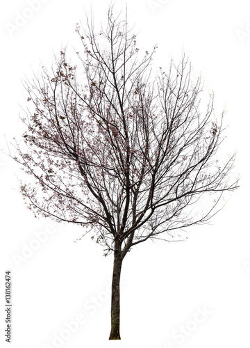Trees isolated on white background © potsawat