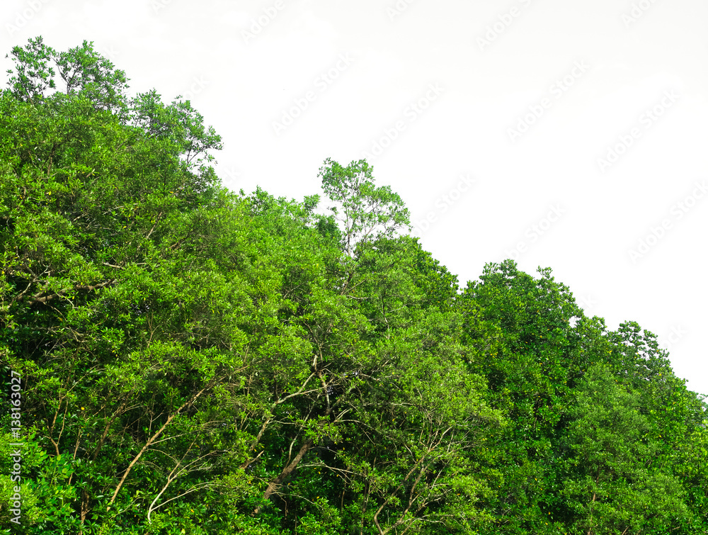 Green bush leaves tree forest isolated on white background