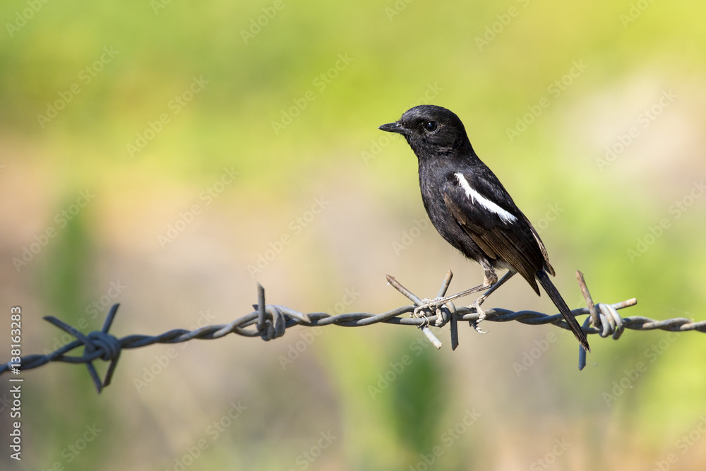 Obraz premium Image of bird black on nature background. Pied Bushchat ( Saxicola caprata )