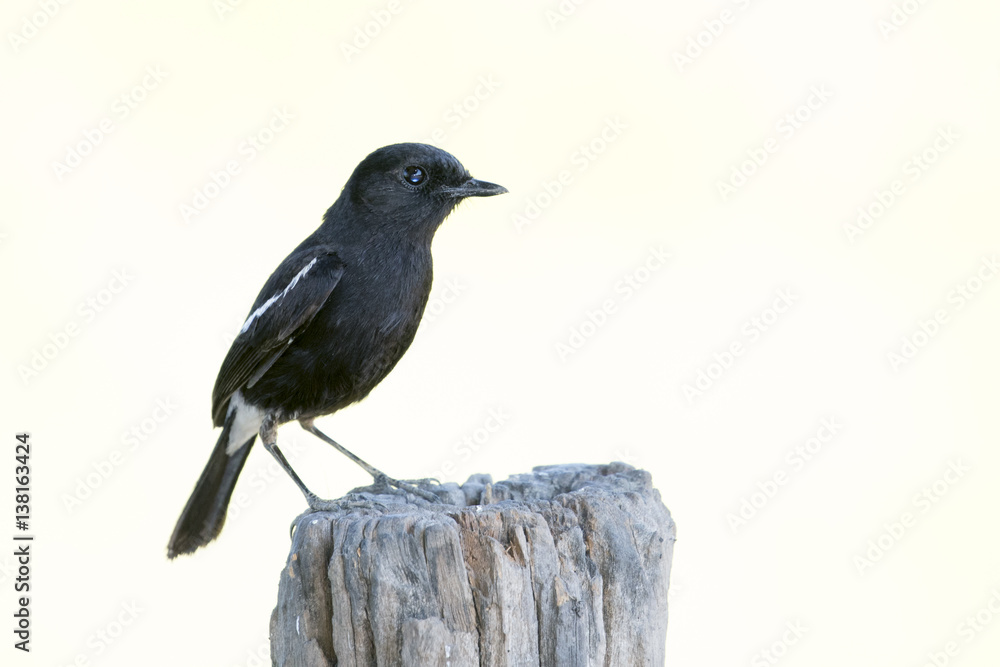 Obraz premium Image of bird black on white background. Pied Bushchat ( Saxicola caprata )