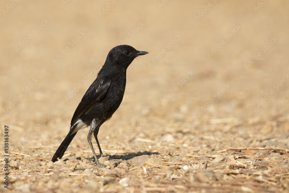 Image of bird black on nature background. Pied Bushchat ( Saxicola caprata )