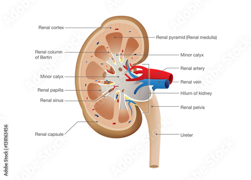 Kidney Anatomy Vector. Illustration about Human Physiology and science.