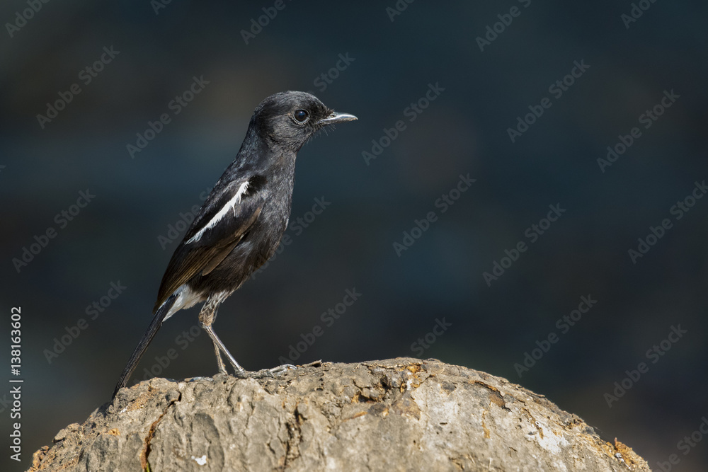 Image of bird black on nature background. Pied Bushchat ( Saxicola caprata ) Image of bird black on nature background. Pied Bushchat ( Saxicola caprata )