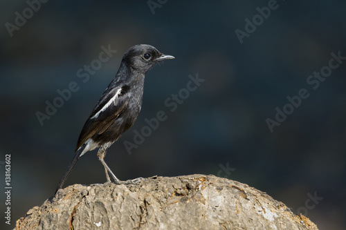 Image of bird black on nature background. Pied Bushchat ( Saxicola caprata )