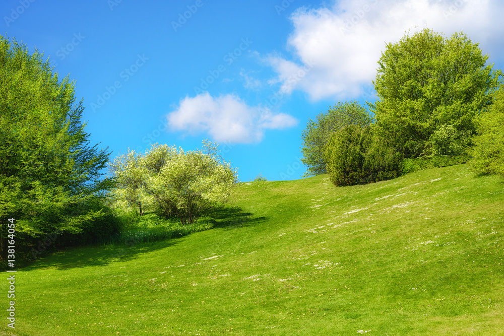 Spring landscape with fresh leaves and green grass