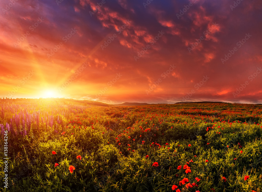 Fantastic evening with flowering hills in the warm sunlight in the twilight. dramatic sky. beautiful morning scene. wonderful blooming field of poppies. soft selective focus. nature background