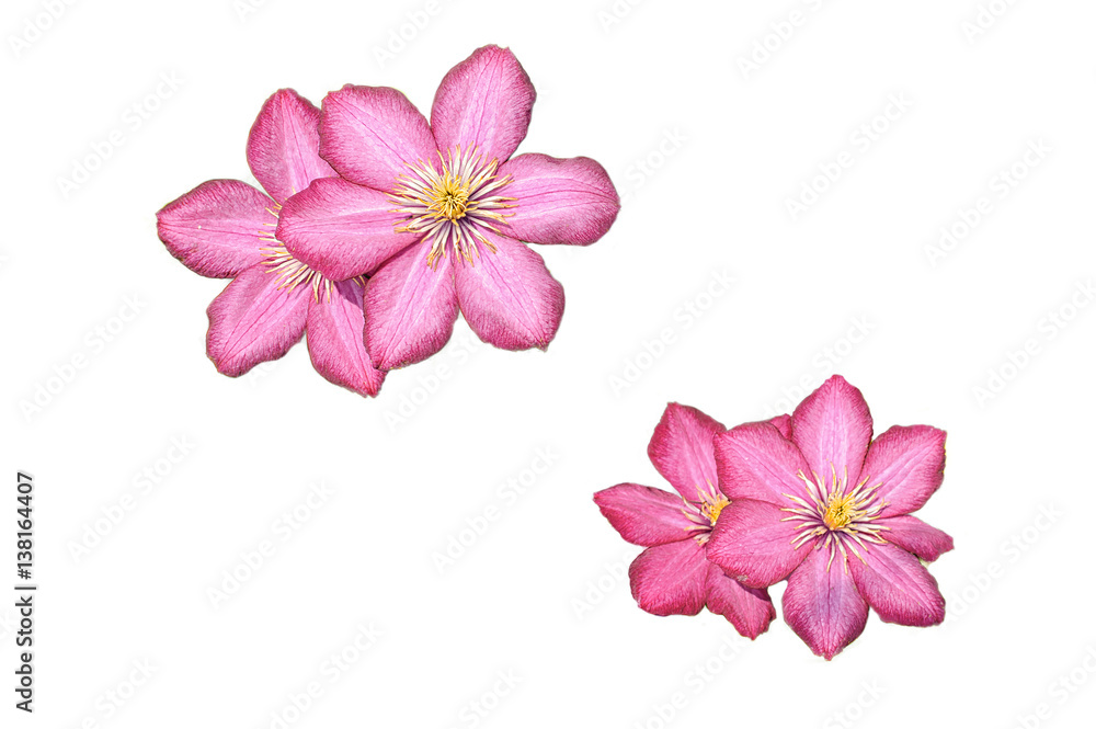 Pink flowers isolated