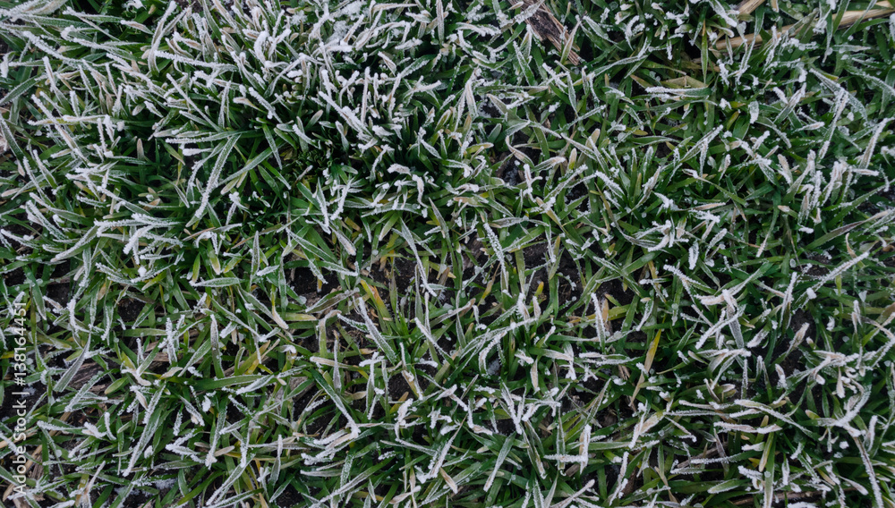 Frozen green grass, top view Frozen green grass, top view