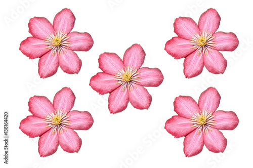 Fototapeta Naklejka Na Ścianę i Meble -  Pink flowers isolated