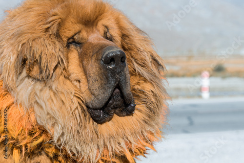 Tibetan mustiff dog in Tibet