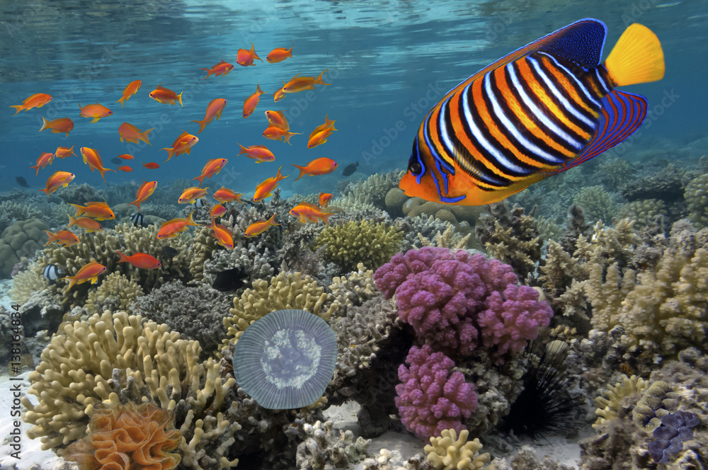 Fototapeta premium Coral reef underwater panorama with school of colorful tropical fish