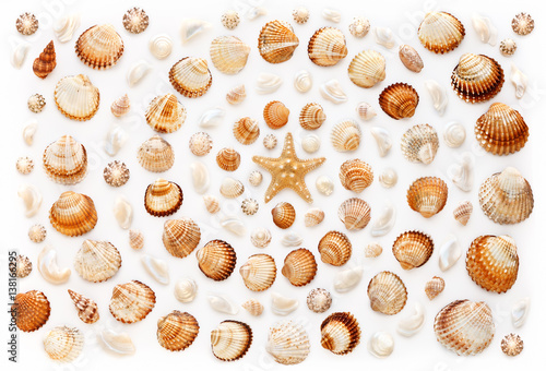 Pattern of shells and starfish in a spiral shape on white background
