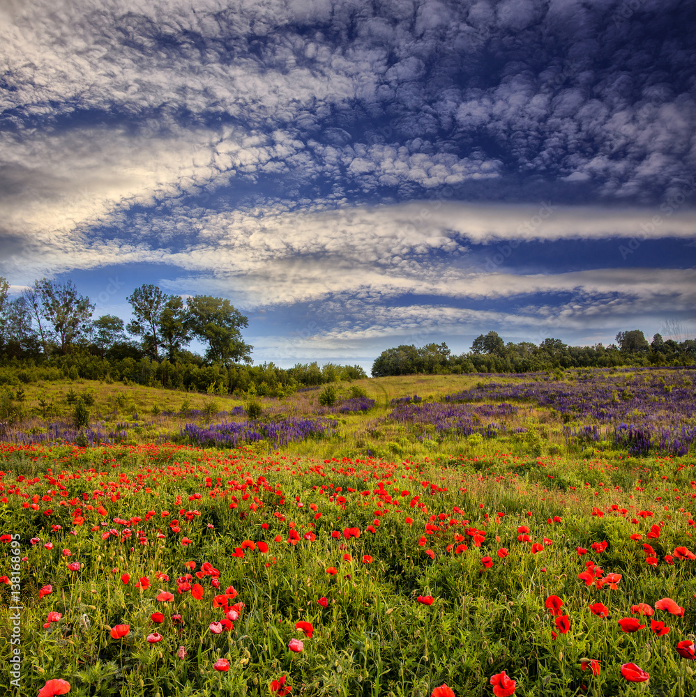 Fantastic evening with flowering hills in the warm sunlight in the twilight. dramatic sky. beautiful morning scene. wonderful blooming field of poppies. soft selective focus. small depth of field