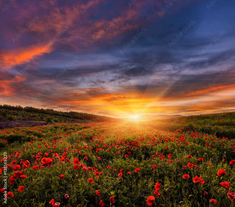 majestic landscape, colorful sky over the poppy field, af wonderful sunset. soft selective focus. creative image. majestic landscape, colorful sky over the poppy field, af wonderful sunset. soft selective focus. creative image.