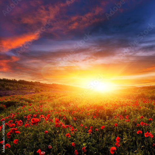 golden sunset at the poppy field with colorful clouds glowing in sullight.