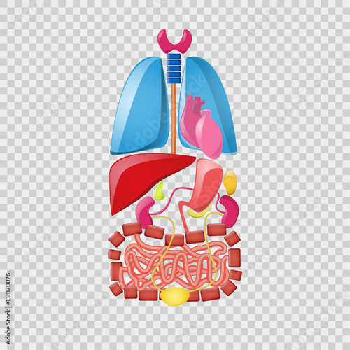 Cartoon bright internal organs set on the overlay checkered background. Lungs, heart, kidneys, liver, intestines, bladder, pancreas and gall bladder.