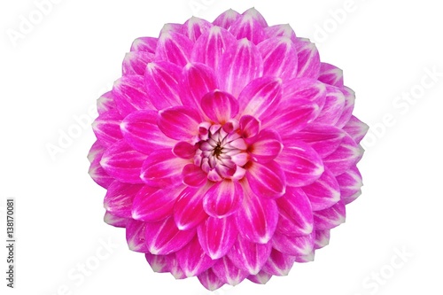 Close-up of single blooming purple dahlia flower isolated on white background