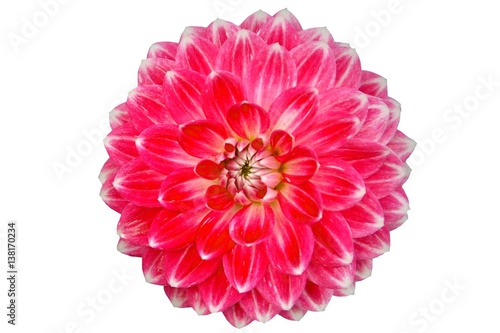 Close-up of single blooming red dahlia flower isolated on white background