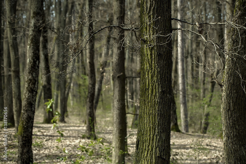 Obraz premium Beautiful trees in the forest or wood as natural background