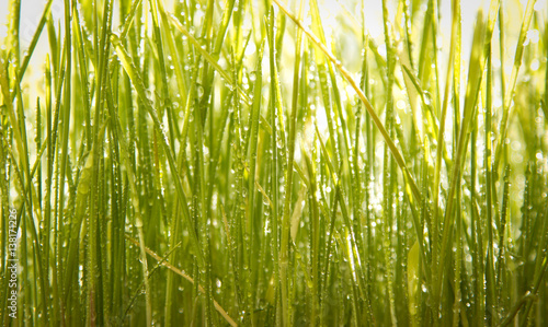 young green wheat grass