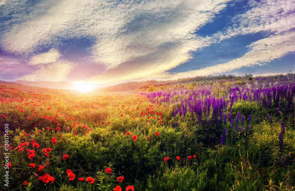 Fototapeta premium majestic sunset over the poppy field. colorful clouds in the sky. gloving in sunlight. beauty in the world. used as bacground