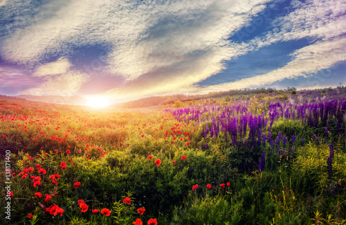 majestic sunset over the poppy field. colorful clouds in the sky. gloving in sunlight. beauty in the world. used as bacground