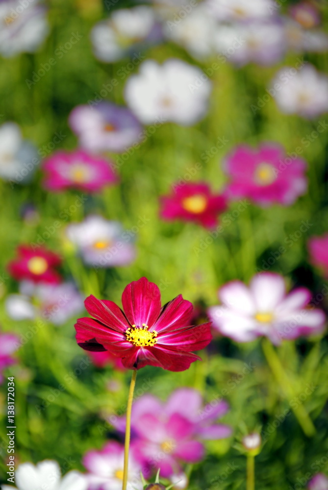 Fototapeta premium Red, white and pink cosmos flowers blooming in the garden