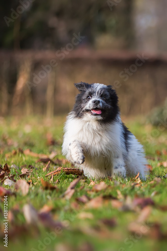 Elo puppy running on the meadow