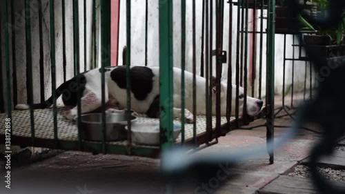 Abused dog in a rusty cage. Animal abuse, stock video clip