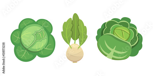 Set vector Cabbage and Lettuce. Vegetable green broccoli, kohlrabi, other different cabbages.