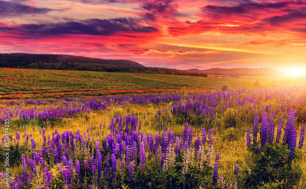 wonderful nature landscape. majestic sunset with clouds glowing in sunlight. over the blossoming the lupine flowers in the meadow. picturesque amazing view. instagram filter
