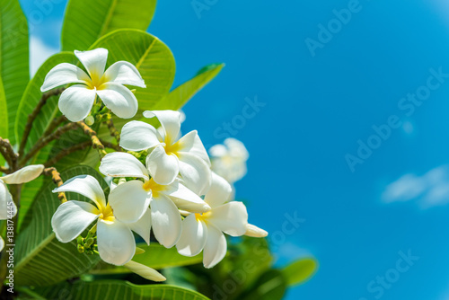 White plumeria with blue sky background