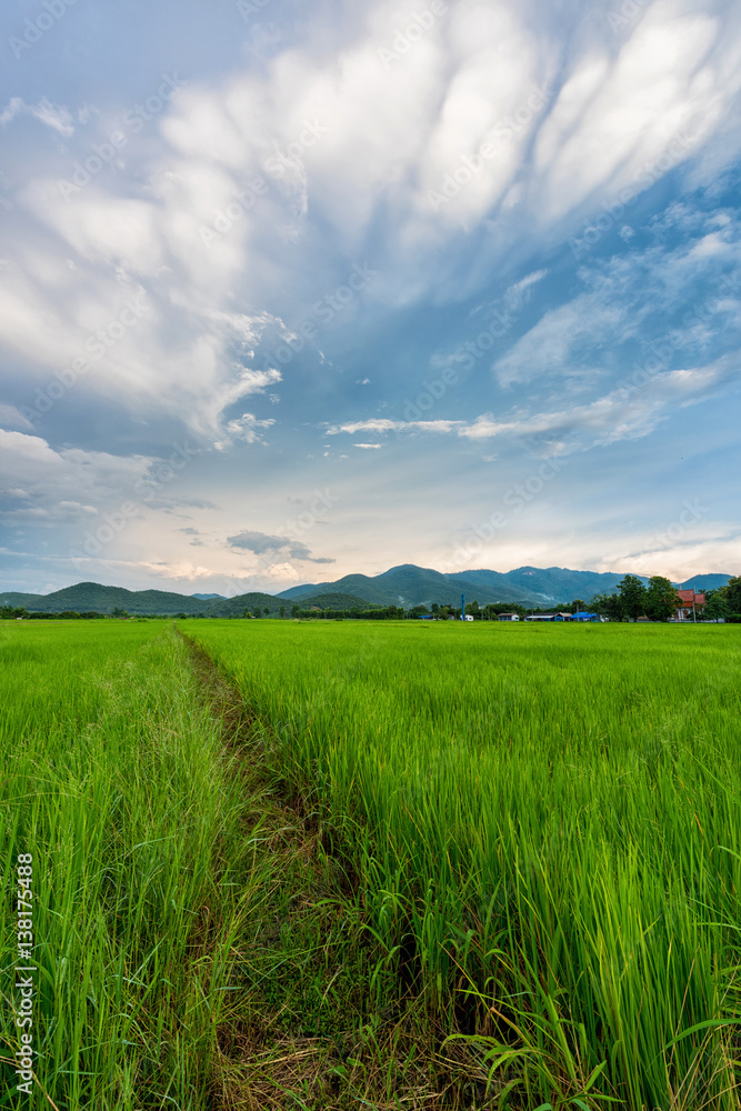 beautiful clouds with  rice field