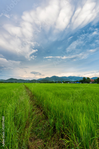 beautiful clouds with rice field