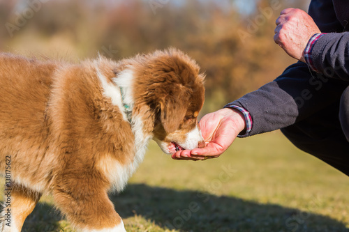 Fototapeta Naklejka Na Ścianę i Meble -  Australian Shepherd puppy gets a treat