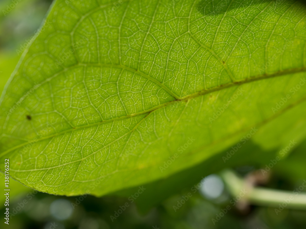 leaves texture leaves texture