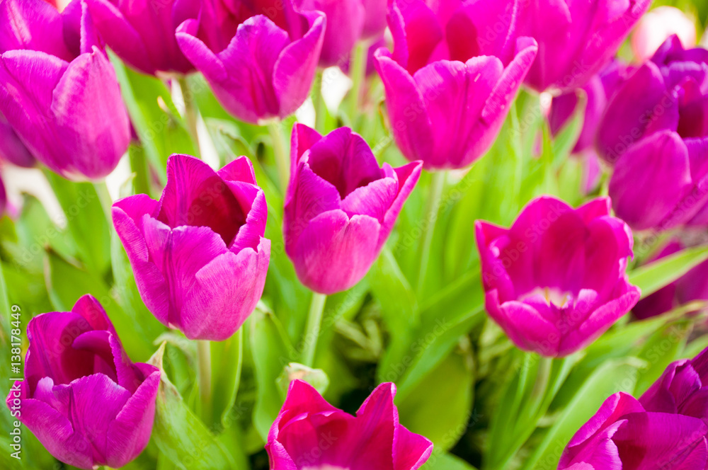 Fototapeta premium Tulip