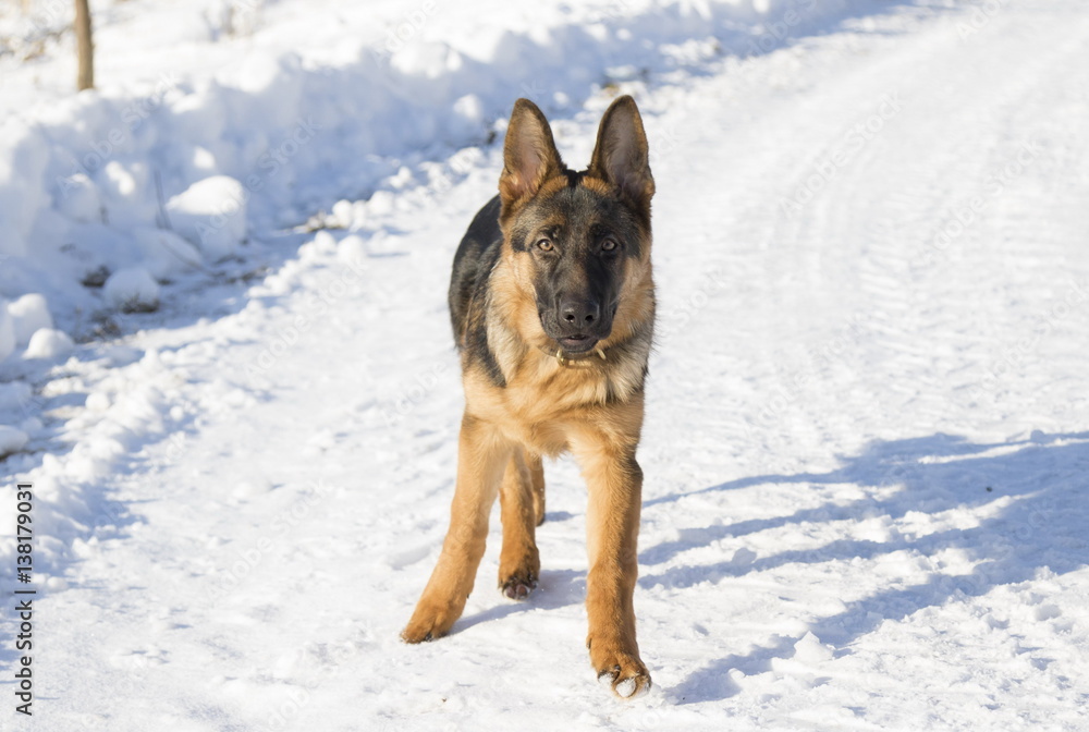 Naklejka premium Dog runs in the winter park