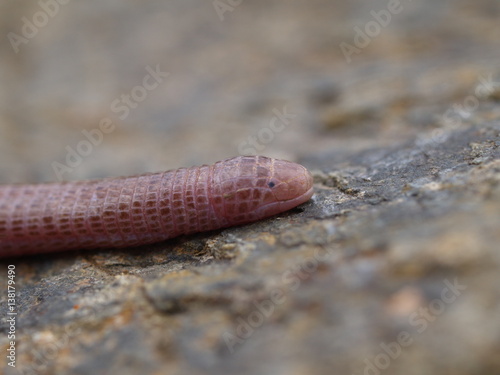 Maurische Netzwühle, Blanus cinereus, Ringelschleiche photo