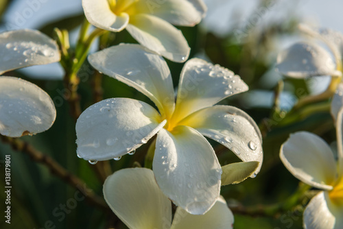 white plumeria flowers.