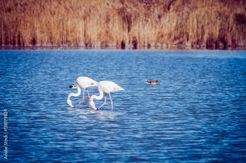 Wallpaper Mural Paysage de Camargue Torontodigital.ca