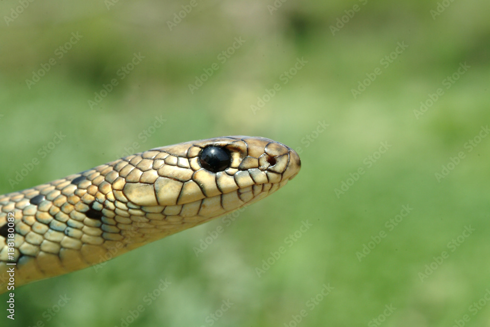 Foto Stock Balkan-Zornnatter, Hierophis gemonensis, Coluber gemonensis ...