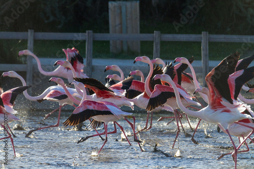 Wallpaper Mural Le rush Torontodigital.ca