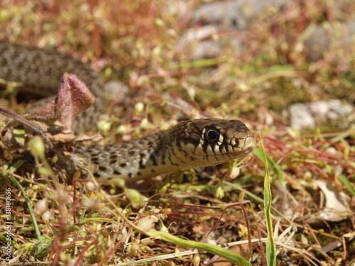 Balkan-Zornnatter, Hierophis gemonensis, Coluber gemonensis photo